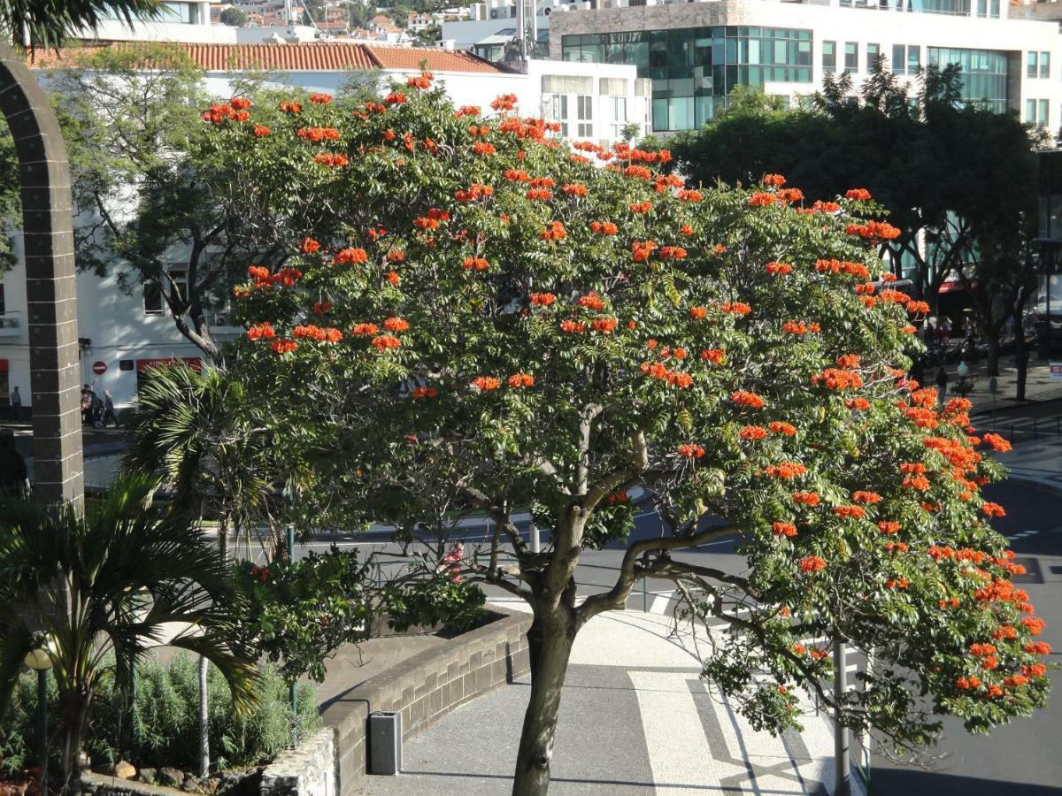 Violeta House Villa Funchal  Buitenkant foto
